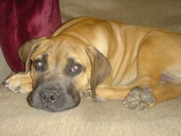 boerboel_20211128_1383369537